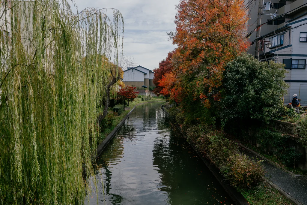 Veduta del canale di Fushimi a Kyoto durante l'autunno, con grandi salici piangenti sulla sinistra, alberi colorati sulla destra e i magazzini tradizionali sullo sfondo.
