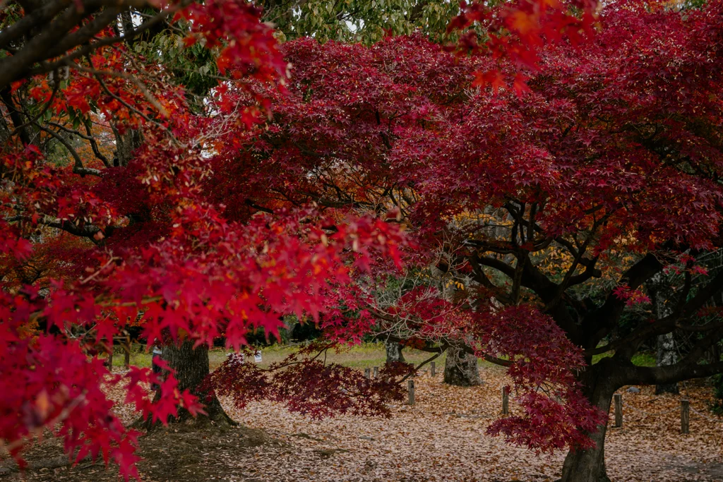 Alberi di acero giapponese carichi di foglie rosso acceso durante il picco del foliage autunnale nei grandi giardini del Castello di Fushimi Momoyama a Kyoto.